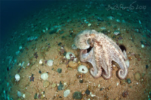 octopus planet by Boris Pamikov 